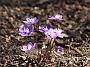 Hepatica nob.Alois Fichte1